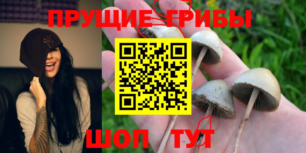 цена   Галлюциногенные грибы MAGIC MUSHROOMS  Вход с VPN  Глазов 